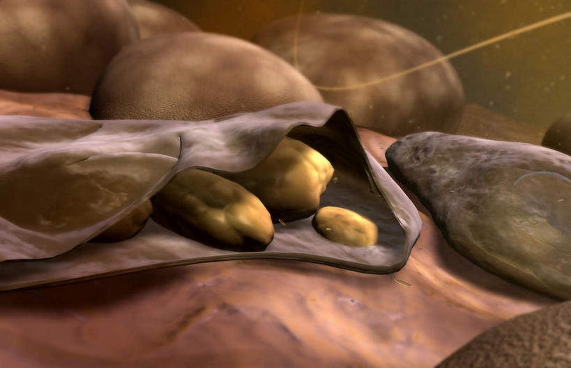 无人,横图,插画,室内,特写,白天,正面,数码,科技,静物,阴影,微小,网络,细菌,医学,细胞,高光,几何,计算机图形,合成,图画,画,动物,人体,电脑合成图,数码合成图,生物学,漫画,病菌,生理学,写实,具体,具象,传染,寄生,寄生虫,疟疾,彩图,微弱