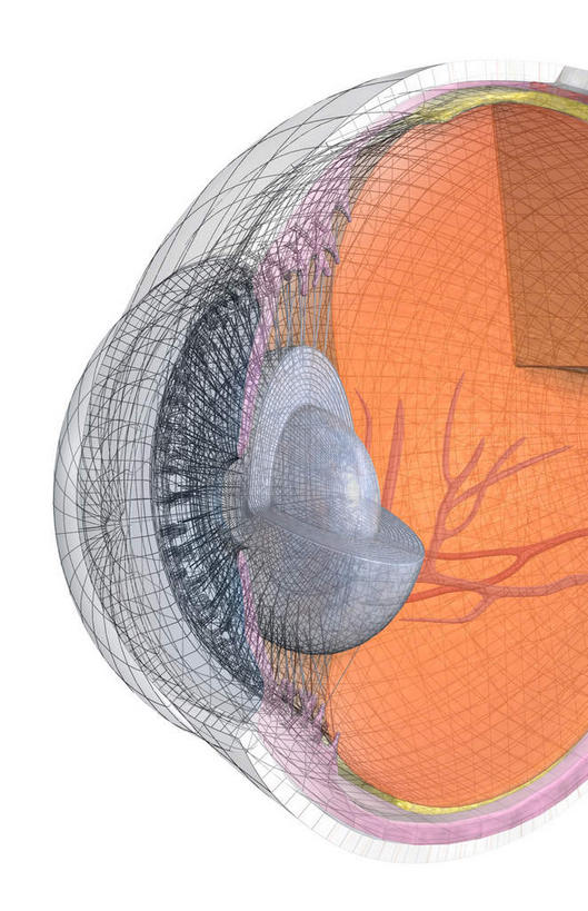 眼睛,无人,竖图,插画,室内,特写,白天,白色背景,正面,数码,科技,静物,瞳孔,阴影,网络,医学,高光,几何,计算机图形,合成,图画,画,眼部,电脑合成图,数码合成图,生物学,视网膜,眼球,器官,漫画,生理学,写实,具体,具象,巩膜,角膜,视觉器官,眼房,眼球壁,眼,彩图