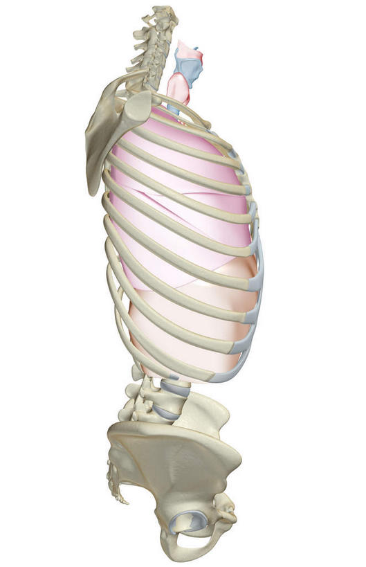 气管,无人,竖图,插画,室内,白天,白色背景,正面,数码,科技,静物,阴影,网络,医学,高光,几何,计算机图形,合成,图画,画,人体,电脑合成图,数码合成图,生物学,漫画,生理学,写实,具体,具象,呼吸系统,环状软骨,甲状软骨,舌骨,气管软骨,彩图