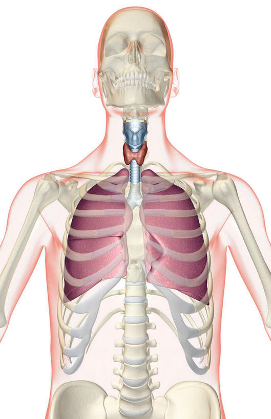 肩胛骨,肺,气管,脊髓,骨骼,脊椎,无人,竖图,插画,室内,白天,白色背景,正面,数码,科技,静物,阴影,网络,医学,线条,骨头,高光,几何,计算机图形,合成,图画,画,人体,轮廓,电脑合成图,数码合成图,骨架,生物学,漫画,生理学,写实,具体,具象,肱骨,呼吸系统,胸腺,环状软骨,甲状软骨,舌骨,气管软骨,肺部,肺脏,脊柱,半身,彩图
