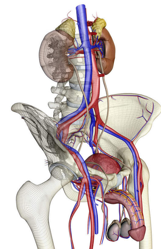 内脏,肾脏,无人,竖图,插画,室内,白天,白色背景,正面,数码,科技,静物,阴影,网络,医学,高光,几何,计算机图形,合成,图画,画,人体,电脑合成图,数码合成图,生物学,器官,漫画,泌尿系统,输尿管,生理学,写实,具体,具象,肾上腺,肾动脉,肾静脉,下腔静脉,降主动脉,肾,彩图