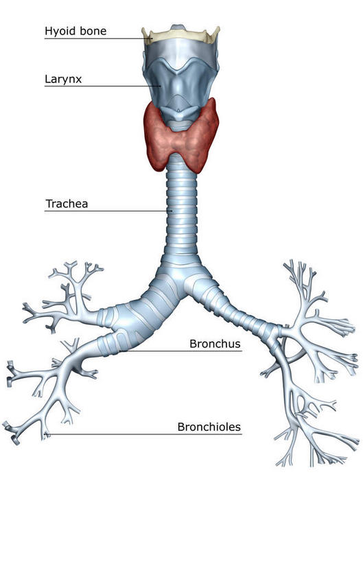 气管,无人,竖图,插画,室内,白天,白色背景,正面,数码,科技,静物,阴影,网络,医学,英文,标志,文字,字符,字母,高光,几何,计算机图形,合成,图画,标识,画,人体,英文字母,电脑合成图,数码合成图,生物学,漫画,支气管,生理学,写实,具体,具象,细支气管,环状软骨,甲状软骨,舌骨,气管软骨,彩图