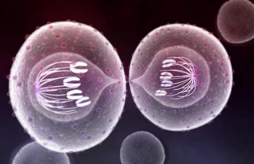 无人,横图,插画,室内,白天,白色背景,正面,数码,科技,静物,阴影,网络,医学,细胞,高光,几何,计算机图形,合成,图画,画,人体,电脑合成图,数码合成图,生物学,破裂,分裂,漫画,生理学,写实,具体,具象,细胞分裂,有丝分裂,割裂,盘据,彩图,决裂