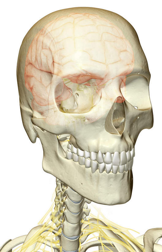 颅骨,骨骼,脊椎,无人,竖图,插画,室内,白天,白色背景,正面,数码,科技,静物,阴影,网络,医学,骨头,高光,几何,计算机图形,合成,图画,画,人体,电脑合成图,数码合成图,骨架,生物学,漫画,生理学,写实,具体,具象,颈椎,脊椎骨,颈神经,面颅骨,颈丛,面颌骨,脊柱,头盖骨,半身,彩图