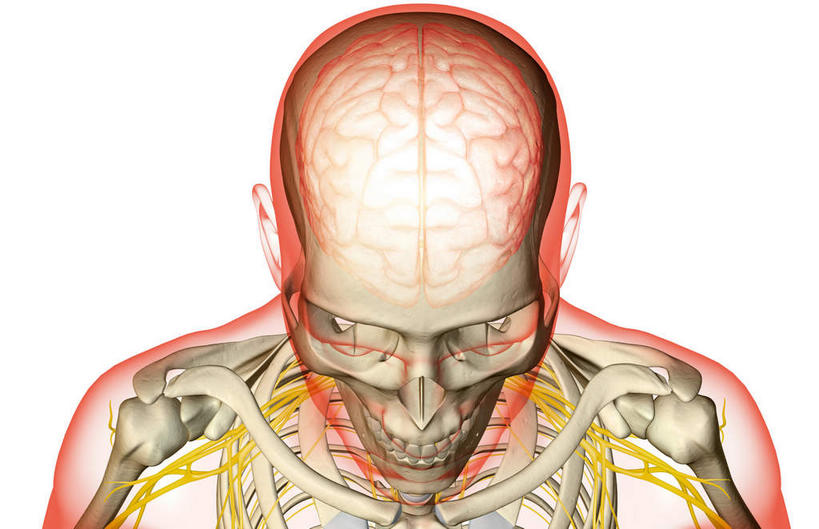 颅骨,锁骨,骨骼,肋骨,脊椎,无人,横图,插画,室内,白天,白色背景,正面,数码,科技,静物,阴影,网络,医学,骨头,高光,几何,计算机图形,合成,图画,画,人体,电脑合成图,数码合成图,骨架,生物学,漫画,生理学,写实,具体,具象,脊椎骨,颈神经,面颅骨,颈丛,颈部神经,臂丛神经,脊柱,头盖骨,半身,彩图,神经系统