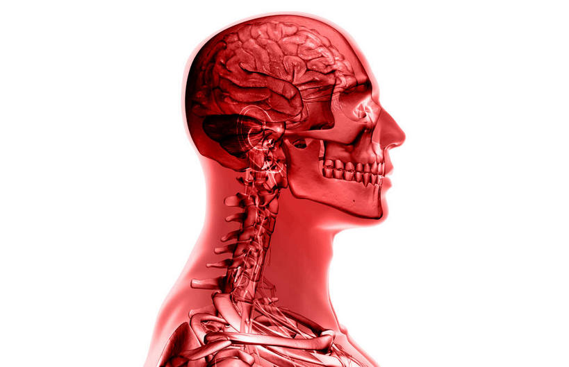 颅骨,锁骨,肩胛骨,骨骼,脊椎,无人,横图,插画,室内,白天,白色背景,正面,数码,科技,静物,大脑,阴影,网络,医学,骨头,高光,几何,计算机图形,合成,图画,画,红色,人体,电脑合成图,数码合成图,骨架,生物学,漫画,生理学,写实,具体,具象,额叶,颈椎,颞叶,脊椎骨,颈神经,面颅骨,颈丛,大脑皮质,臂丛神经,脊柱,头盖骨,半身,彩图,神经系统