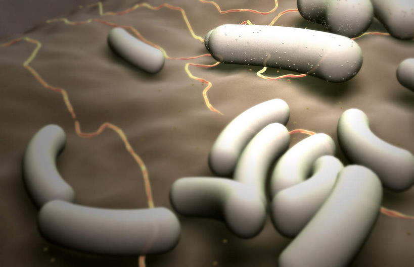 无人,横图,插画,室内,白天,白色背景,正面,数码,科技,静物,阴影,网络,细菌,医学,细胞,高光,几何,计算机图形,合成,图画,画,人体,电脑合成图,数码合成图,生物学,漫画,生理学,写实,具体,具象,大肠杆菌,枯草杆菌,彩图,杆状体