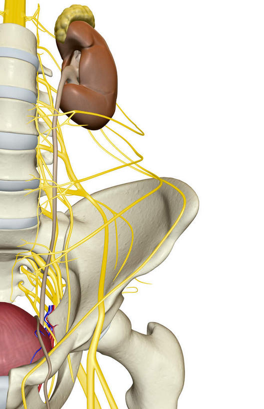 内脏,肾脏,动脉,静脉,骨骼,脊椎,骨盆,无人,竖图,插画,室内,白天,白色背景,正面,数码,科技,静物,阴影,网络,医学,骨头,高光,几何,计算机图形,合成,图画,画,模型,人体,电脑合成图,数码合成图,骨架,生物学,人体器官,器官,盆骨,漫画,泌尿系统,输尿管,生理学,写实,具体,具象,颈椎,髋骨,肾上腺,脊椎骨,骶丛,腰丛,脊柱,肾,彩图,神经系统