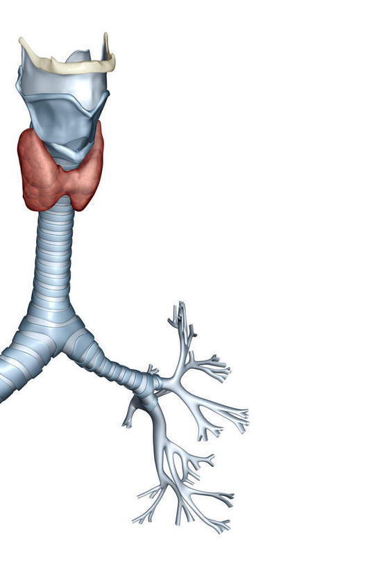 无人,竖图,插画,室内,白天,白色背景,正面,数码,科技,静物,阴影,网络,医学,高光,几何,计算机图形,合成,图画,画,人体,电脑合成图,数码合成图,生物学,器官,漫画,呼吸道,支气管,生理学,写实,具体,具象,喉,细支气管,呼吸系统,彩图