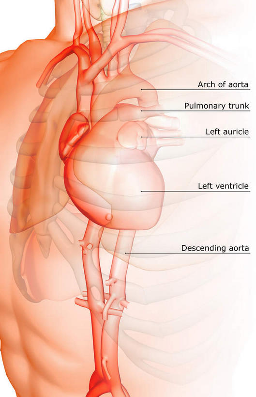 内脏,心脏,动脉,静脉,无人,竖图,插画,室内,白天,白色背景,正面,数码,科技,静物,阴影,网络,医学,英文,标志,文字,字符,字母,高光,几何,计算机图形,合成,图画,标识,画,模型,人体,英文字母,电脑合成图,数码合成图,生物学,人体器官,器官,漫画,心血管,心房,心室,生理学,写实,具体,具象,下腔静脉,上腔静脉,升主动脉,降主动脉,肺动脉,肺静脉,心,彩图