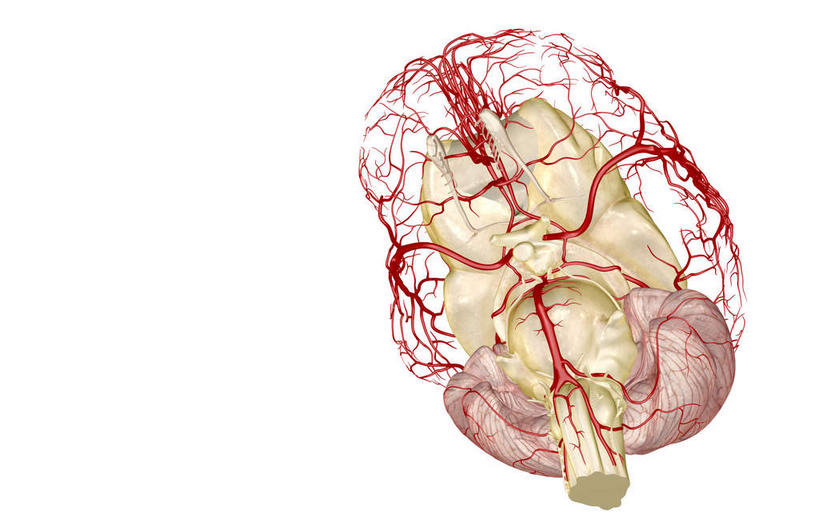 内脏,动脉,静脉,血管,无人,横图,插画,室内,白天,白色背景,正面,数码,科技,静物,阴影,网络,医学,高光,几何,计算机图形,合成,图画,画,模型,人体,电脑合成图,数码合成图,生物学,人体器官,器官,漫画,生理学,写实,具体,具象,椎动脉,脑动脉,彩图