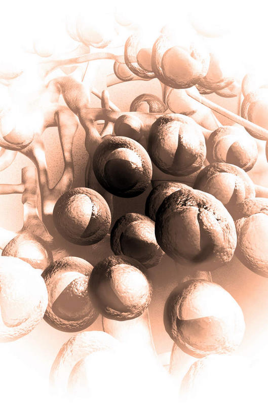 无人,竖图,插画,室内,白天,白色背景,正面,数码,科技,静物,阴影,网络,医学,高光,几何,计算机图形,合成,图画,画,人体,电脑合成图,数码合成图,生物学,器官,漫画,生理学,写实,具体,具象,淋巴系统,淋巴细胞,淋巴,淋巴管,淋巴液,淋巴组织,免疫组织,彩图