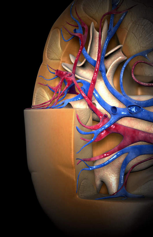 内脏,肾脏,动脉,静脉,无人,竖图,插画,室内,白天,正面,数码,科技,静物,阴影,黑色背景,网络,医学,高光,几何,计算机图形,合成,图画,画,模型,人体,电脑合成图,数码合成图,生物学,人体器官,器官,漫画,生理学,写实,具体,具象,肾动脉,肾静脉,弓状动脉,肾,彩图