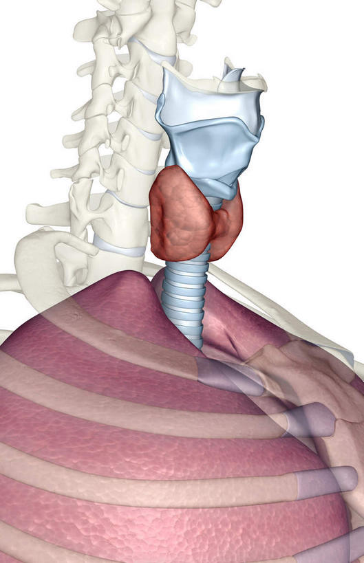 脊椎,无人,竖图,插画,室内,白天,白色背景,正面,数码,科技,静物,阴影,网络,医学,高光,几何,计算机图形,合成,图画,画,人体,电脑合成图,数码合成图,生物学,漫画,癌症,生理学,写实,具体,具象,喉,甲状腺,颈椎,脊椎骨,肺癌,环状软骨,甲状软骨,舌骨,气管软骨,脊柱,彩图