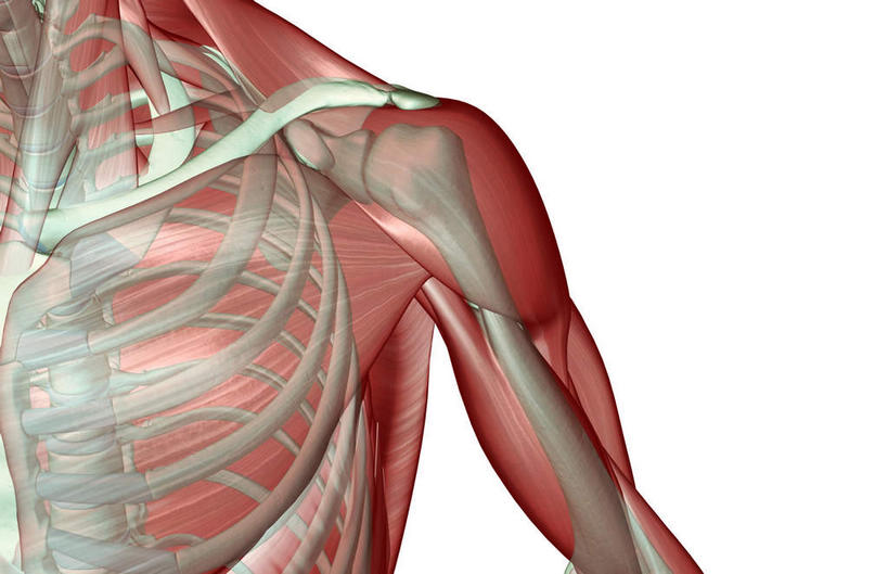 肩胛骨,骨骼,肋骨,肌肉,健壮,无人,横图,插画,室内,白天,白色背景,正面,数码,科技,静物,阴影,网络,医学,骨头,高光,几何,计算机图形,合成,图画,画,健康,活力,力量,人体,青春,电脑合成图,数码合成图,骨架,生物学,强壮,胸肌,漫画,生理学,写实,具体,具象,肱骨,三角肌,彩图