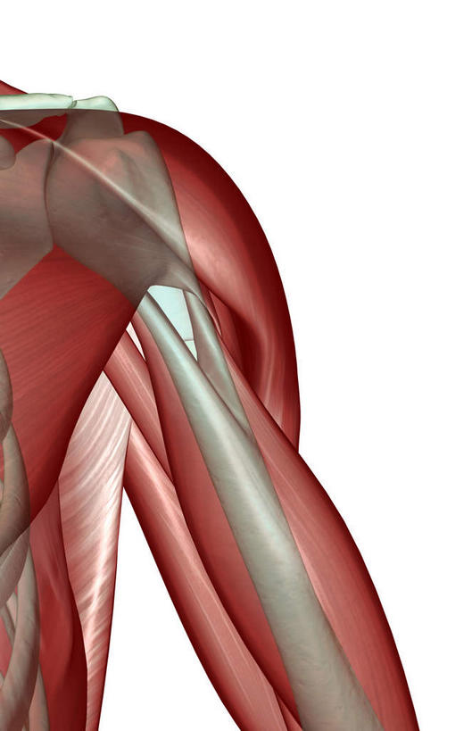 肩胛骨,骨骼,肋骨,肌肉,健壮,无人,竖图,插画,室内,白天,白色背景,正面,数码,科技,静物,阴影,网络,医学,骨头,高光,几何,计算机图形,合成,图画,画,健康,活力,力量,人体,青春,电脑合成图,数码合成图,骨架,生物学,强壮,漫画,生理学,写实,具体,具象,肱骨,三角肌,半身,彩图