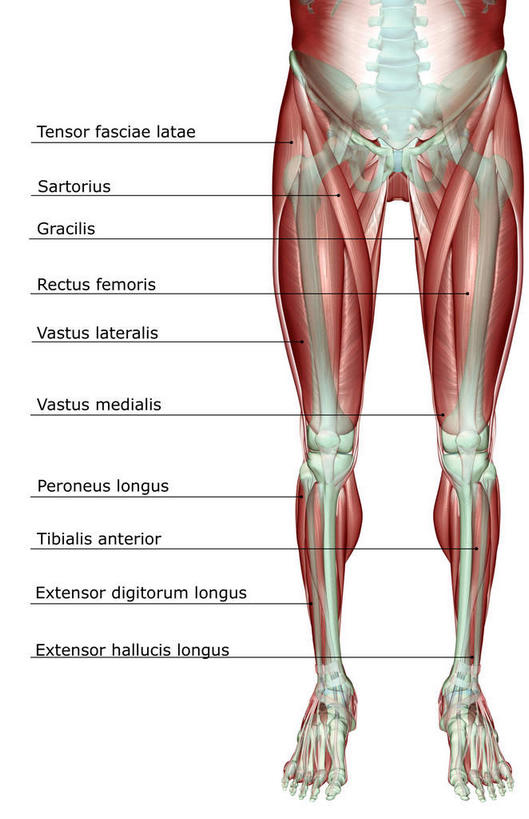 骨骼,骨盆,肌肉,健壮,无人,竖图,插画,室内,白天,白色背景,正面,数码,科技,静物,阴影,网络,医学,英文,标志,文字,字符,字母,骨头,高光,几何,计算机图形,合成,图画,标识,画,健康,活力,力量,人体,青春,英文字母,电脑合成图,数码合成图,骨架,生物学,强壮,盆骨,漫画,生理学,写实,具体,具象,髌骨,髋骨,足骨,胫骨前肌,趾长伸肌,拇长伸肌,半身,彩图