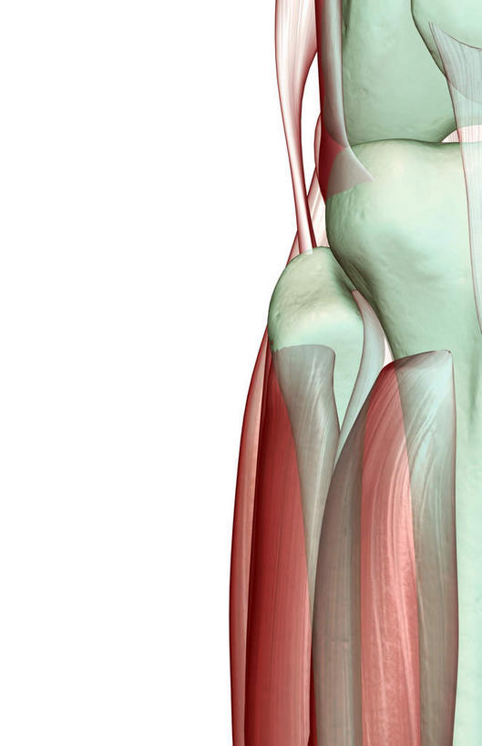 膝关节,骨骼,肌肉,健壮,无人,竖图,插画,室内,白天,白色背景,正面,数码,科技,静物,阴影,网络,医学,骨头,高光,几何,计算机图形,合成,图画,画,健康,活力,力量,人体,青春,电脑合成图,数码合成图,骨架,生物学,强壮,漫画,生理学,写实,具体,具象,股骨,肌腱,胫骨,半身,彩图