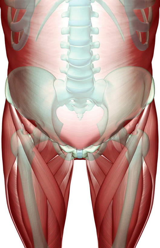 骨骼,肋骨,脊椎,肌肉,健壮,无人,竖图,插画,室内,白天,白色背景,正面,数码,科技,静物,阴影,网络,医学,骨头,高光,几何,计算机图形,合成,图画,画,健康,活力,力量,人体,青春,电脑合成图,数码合成图,骨架,生物学,强壮,漫画,生理学,写实,具体,具象,股骨,髋骨,脊椎骨,内收长肌,脊柱,半身,彩图