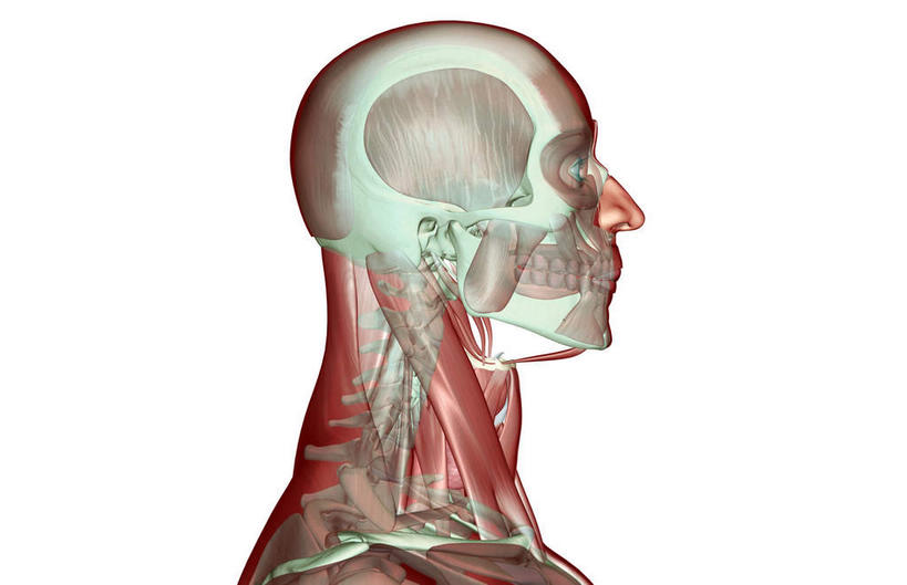 颅骨,骨骼,脊椎,肌肉,健壮,无人,横图,插画,室内,白天,白色背景,正面,数码,科技,静物,阴影,网络,医学,骨头,高光,几何,计算机图形,合成,图画,画,健康,活力,力量,人体,青春,电脑合成图,数码合成图,骨架,生物学,强壮,漫画,生理学,写实,具体,具象,颈椎,脊椎骨,咬肌,脊柱,头盖骨,半身,彩图