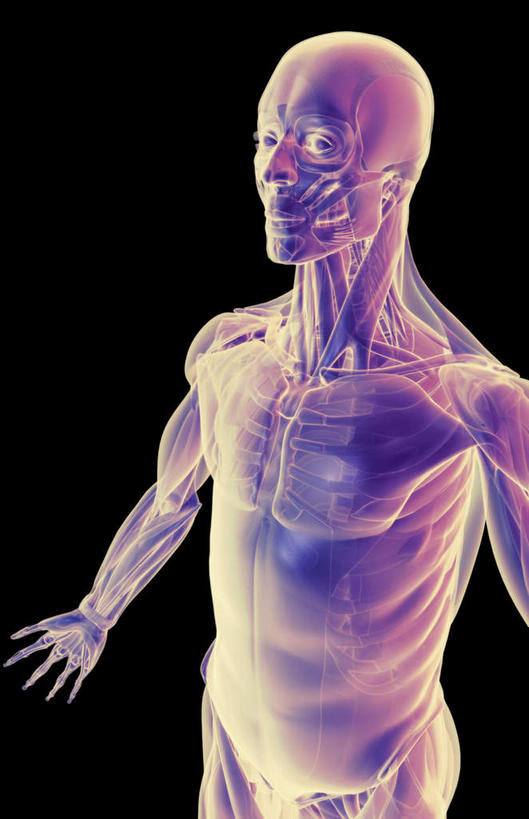 肌肉,健壮,无人,竖图,插画,室内,白天,正面,数码,科技,静物,阴影,黑色背景,网络,医学,线条,高光,几何,计算机图形,合成,图画,画,健康,活力,力量,人体,轮廓,青春,电脑合成图,数码合成图,生物学,强壮,胸肌,漫画,生理学,写实,具体,具象,前锯肌,腹外斜肌,半身,彩图