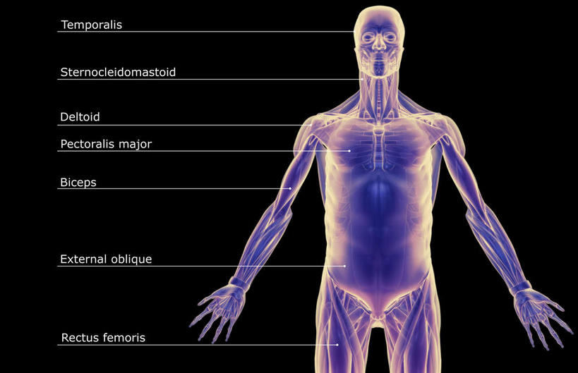 肌肉,健壮,无人,横图,插画,室内,白天,正面,数码,科技,静物,阴影,黑色背景,网络,医学,英文,标志,文字,线条,字符,字母,高光,几何,计算机图形,合成,图画,标识,画,健康,活力,力量,解说,人体,说明,轮廓,青春,英文字母,电脑合成图,数码合成图,生物学,强壮,胸肌,漫画,生理学,写实,具体,具象,阐明,申明,注解,注明,腹外斜肌,半身,彩图