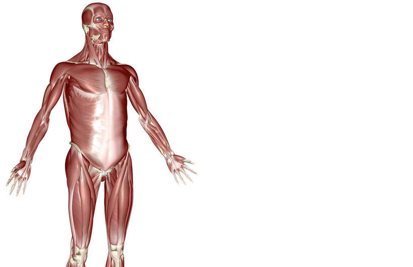 肌肉,健壮,无人,横图,插画,室内,白天,白色背景,正面,数码,科技,静物,阴影,网络,医学,高光,几何,计算机图形,合成,图画,画,健康,活力,力量,人体,青春,电脑合成图,数码合成图,生物学,强壮,胸肌,漫画,生理学,写实,具体,具象,前锯肌,腹外斜肌,半身,彩图