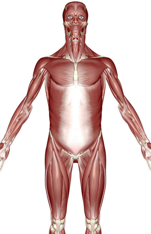 肌肉,健壮,无人,竖图,插画,室内,白天,白色背景,正面,数码,科技,静物,阴影,网络,医学,高光,几何,计算机图形,合成,图画,画,健康,活力,力量,人体,青春,电脑合成图,数码合成图,生物学,强壮,胸肌,漫画,生理学,写实,具体,具象,腹外斜肌,半身,彩图
