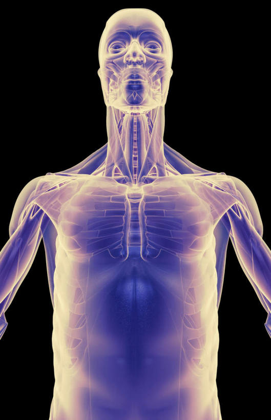 肌肉,健壮,无人,竖图,插画,室内,白天,正面,数码,科技,静物,阴影,黑色背景,网络,医学,高光,几何,计算机图形,合成,图画,画,健康,活力,力量,人体,青春,电脑合成图,数码合成图,生物学,强壮,胸肌,漫画,生理学,写实,具体,具象,前锯肌,腹外斜肌,半身,彩图