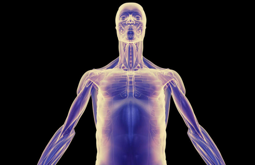 肌肉,健壮,无人,横图,插画,室内,白天,正面,数码,科技,静物,阴影,黑色背景,网络,医学,高光,几何,计算机图形,合成,图画,画,健康,活力,力量,人体,青春,电脑合成图,数码合成图,生物学,强壮,胸肌,漫画,生理学,写实,具体,具象,前锯肌,腹外斜肌,半身,彩图