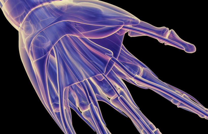 肌肉,健壮,无人,横图,插画,室内,白天,正面,数码,科技,静物,阴影,黑色背景,网络,医学,线条,高光,几何,计算机图形,合成,图画,画,健康,活力,力量,人体,轮廓,青春,电脑合成图,数码合成图,生物学,强壮,漫画,生理学,写实,具体,具象,拇内收肌,外展拇指肌,小指展肌,半身,彩图