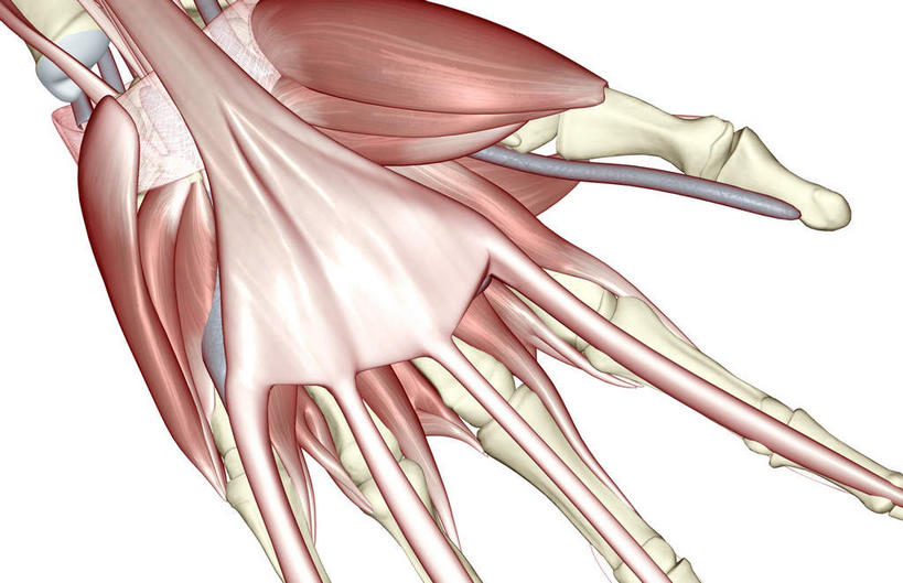 骨骼,肌肉,健壮,无人,横图,插画,室内,白天,白色背景,正面,数码,科技,静物,阴影,网络,医学,骨头,高光,几何,计算机图形,合成,图画,画,健康,活力,力量,人体,青春,电脑合成图,数码合成图,骨架,生物学,强壮,手骨,漫画,生理学,写实,具体,具象,指骨,拇内收肌,外展拇指肌,小指展肌,半身,彩图