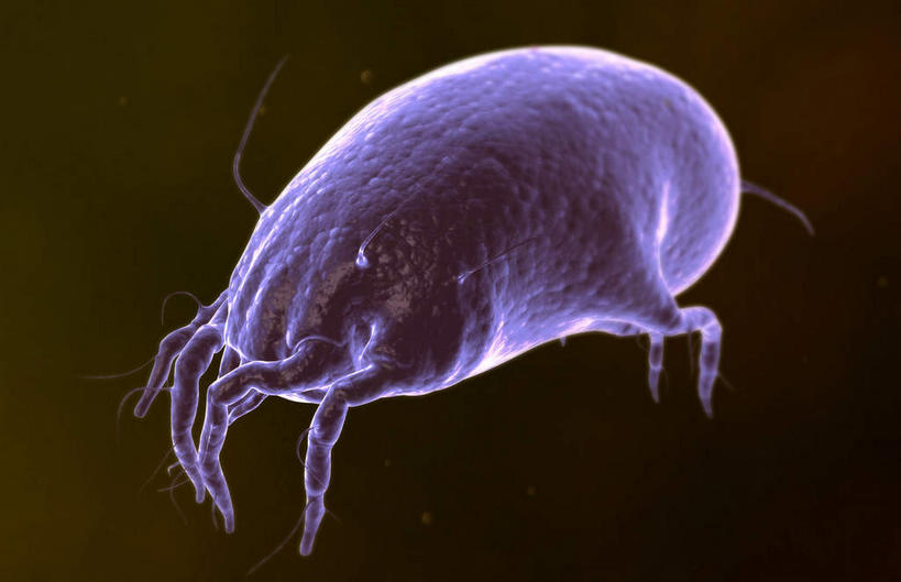 无人,横图,插画,室内,白天,正面,数码,科技,静物,阴影,黑色背景,微小,网络,细菌,医学,高光,几何,计算机图形,合成,图画,画,一只,动物,人体,电脑合成图,数码合成图,生物学,漫画,病菌,生理学,写实,具体,具象,传染,寄生,寄生虫,螨虫,尘螨,彩图,微弱