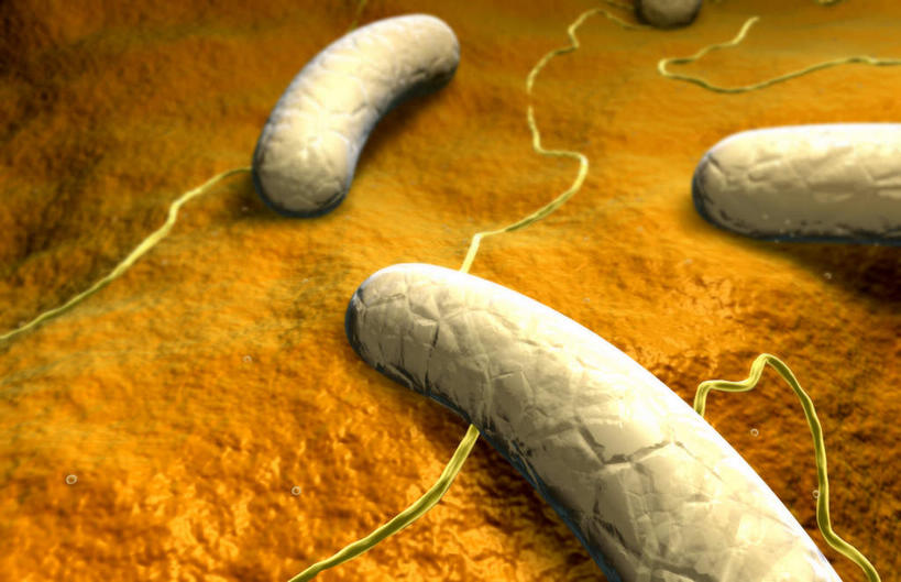 无人,横图,插画,室内,白天,正面,数码,分子,科技,微生物,静物,阴影,网络,医学,高光,几何,计算机图形,合成,图画,画,生物,人体,电脑合成图,数码合成图,医疗,病毒,生物学,漫画,生理学,写实,具体,具象,寄生,生命体,棒状,肠道细菌感染,肠杆菌,彩图,沙门氏菌