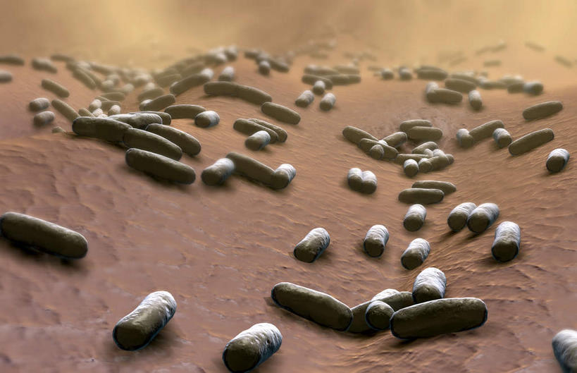 无人,横图,插画,室内,白天,正面,数码,分子,科技,微生物,静物,阴影,网络,细菌,医学,高光,几何,计算机图形,合成,图画,画,生物,人体,电脑合成图,数码合成图,医疗,生物学,漫画,生理学,写实,具体,具象,寄生,生命体,枯草芽孢杆菌,棒状,蜡样芽孢杆菌,彩图