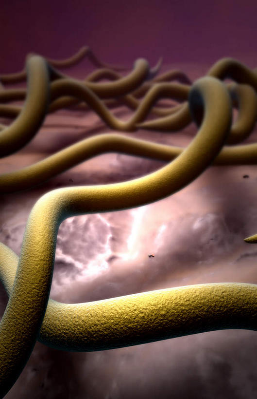 无人,竖图,插画,室内,白天,正面,数码,分子,科技,微生物,静物,阴影,网络,细菌,医学,细胞,高光,几何,计算机图形,合成,图画,画,生物,人体,电脑合成图,数码合成图,医疗,生物学,漫画,生理学,写实,具体,具象,寄生,生命体,螺旋菌,梅毒螺旋体,彩图