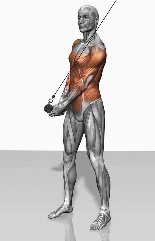 动脉,静脉,骨骼,肌肉,健壮,一个人,无人,站,横图,插画,室内,特写,白天,白色背景,正面,数码,科技,静物,仅一个男性,仅一个人,握,阴影,光线,网络,医学,影子,灯光,骨头,高光,几何,计算机图形,拿,合成,图画,拿着,注视,运动器械,画,仅一个年轻男性,模型,观察,看,站着,健康,健身器械,活力,力量,握着,人体,观看,青春,电脑合成图,数码合成图,骨架,察看,生物学,强壮,关注,胸肌,健身器材,漫画,生理学,写实,具体,具象,三角肌,前锯肌,腹外斜肌,腹直肌,男人,男性,年轻男性,站立,彩图,全身,运动器材