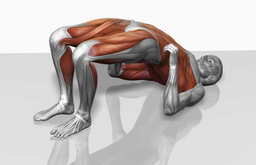 动脉,静脉,骨骼,肌肉,健壮,一个人,无人,躺,横图,插画,室内,特写,白天,白色背景,侧面,数码,科技,静物,仅一个男性,仅一个人,撑,阴影,光线,网络,医学,影子,灯光,骨头,高光,几何,计算机图形,合成,图画,画,仅一个年轻男性,模型,健康,活力,力量,人体,青春,电脑合成图,数码合成图,骨架,生物学,撑着,强壮,胸肌,漫画,生理学,写实,具体,具象,背阔肌,三角肌,前锯肌,腹外斜肌,腹直肌,卧着,男人,男性,年轻男性,躺着,卧,彩图,全身