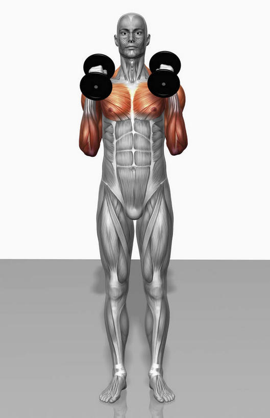 动脉,静脉,骨骼,肌肉,健壮,一个人,无人,站,举,横图,插画,室内,特写,白天,白色背景,正面,数码,科技,静物,哑铃,仅一个男性,仅一个人,握,阴影,光线,网络,医学,影子,灯光,骨头,高光,几何,计算机图形,拿,合成,图画,拿着,注视,运动器械,画,仅一个年轻男性,模型,观察,看,托,站着,健康,健身器械,活力,力量,握着,人体,观看,青春,电脑合成图,数码合成图,骨架,察看,生物学,强壮,关注,胸肌,健身器材,漫画,生理学,写实,具体,具象,三角肌,桡侧腕长伸肌,男人,男性,年轻男性,举起,举手,举着,向上举,向上伸,向上托,站立,彩图,全身,运动器材