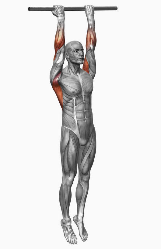 动脉,静脉,骨骼,肌肉,健壮,一个人,无人,举,引体向上,横图,插画,室内,特写,白天,白色背景,正面,数码,科技,单杠,静物,仅一个男性,仅一个人,握,阴影,光线,网络,医学,影子,灯光,骨头,高光,几何,计算机图形,拿,合成,图画,拿着,注视,画,仅一个年轻男性,模型,观察,看,托,健康,活力,力量,握着,人体,观看,青春,电脑合成图,数码合成图,骨架,察看,生物学,强壮,关注,漫画,生理学,写实,具体,具象,三角肌,男人,男性,年轻男性,举起,举手,举着,向上举,向上伸,向上托,引体上升,彩图,全身