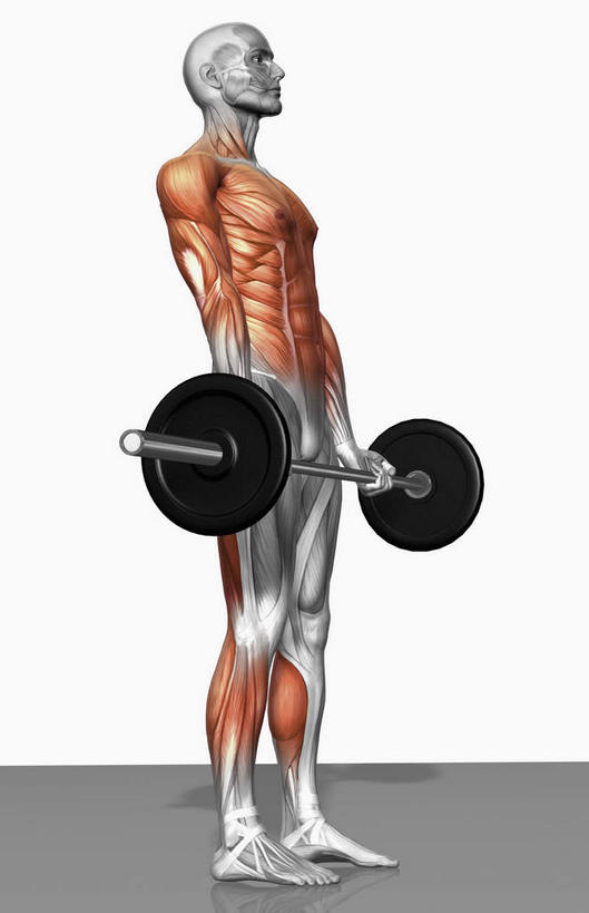 动脉,静脉,骨骼,肌肉,健壮,一个人,无人,横图,插画,室内,特写,白天,白色背景,侧面,锻炼,运动,数码,科技,举重,杠铃,静物,仅一个男性,仅一个人,握,阴影,光线,网络,医学,影子,灯光,骨头,高光,几何,计算机图形,拿,合成,图画,拿着,注视,运动器械,画,仅一个年轻男性,一个,模型,观察,看,健康,健身器械,活力,力量,握着,人体,单个,观看,青春,电脑合成图,数码合成图,骨架,察看,生物学,健美,强壮,关注,瘦身,胸肌,健身器材,塑形,漫画,生理学,写实,具体,具象,杠铃操,腓肠肌,三角肌,前锯肌,比目鱼肌,腹外斜肌,胫骨前肌,腹直肌,头肌,体育,杠铃运动,男人,男性,年轻男性,彩图,全身,健身,运动器材,举重运动