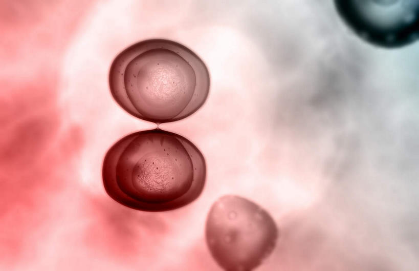 无人,横图,插画,室内,白天,白色背景,正面,数码,分子,科技,静物,阴影,网络,医学,细胞,高光,几何,计算机图形,合成,图画,画,生物,人体,电脑合成图,数码合成图,医疗,生物学,漫画,生理学,写实,具体,具象,细胞分裂,有丝分裂,末期细胞分裂,彩图