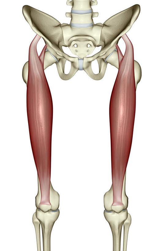 腿部,骨骼,脊椎,骨盆,肌肉,腿,健壮,无人,竖图,插画,室内,白天,白色背景,正面,数码,科技,静物,阴影,局部,网络,医学,骨头,高光,几何,计算机图形,合成,图画,画,健康,活力,力量,人体,青春,电脑合成图,数码合成图,骨架,生物学,强壮,盆骨,漫画,生理学,写实,具体,具象,股四头肌,耻骨,脊椎骨,坐骨,脊柱,彩图