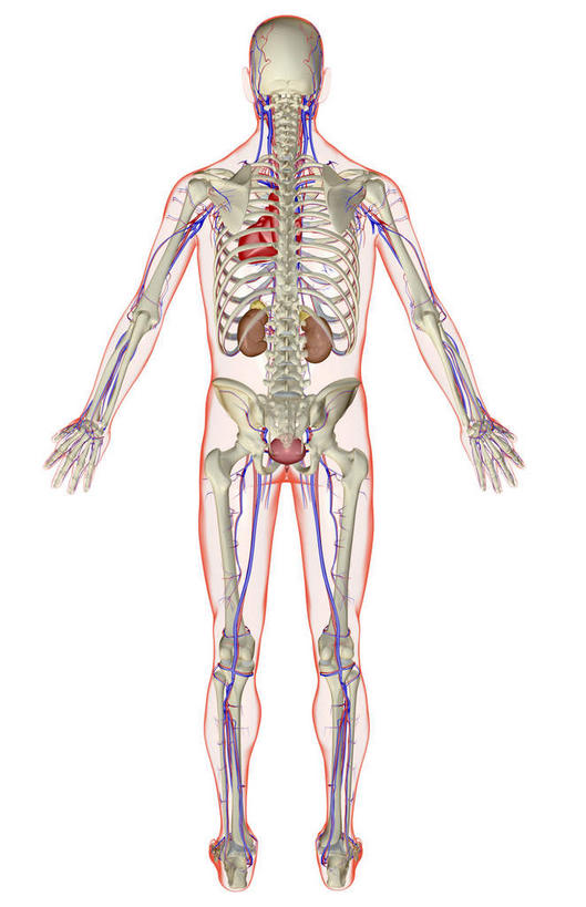 内脏,心脏,肾脏,动脉,静脉,无人,竖图,插画,x光片,室内,白天,白色背景,正面,数码,科技,静物,阴影,局部,辐射,科学,网络,医学,线条,高光,几何,计算机图形,合成,图画,画,模型,人体,轮廓,电脑合成图,数码合成图,医疗,生物学,科学技术,x射线,器官,x光,漫画,泌尿系统,输尿管,心血管,心房,心室,生理学,写实,具体,具象,肾上腺,肾动脉,肾静脉,肾,心,彩图,全身,电磁波,电磁辐射