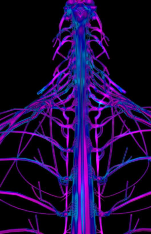 无人,竖图,插画,室内,白天,正面,数码,科技,静物,阴影,黑色背景,局部,网络,医学,高光,几何,计算机图形,合成,图画,画,人体,电脑合成图,数码合成图,生物学,漫画,生理学,写实,具体,具象,颈神经,胸神经,颈丛,臂丛神经,彩图,神经系统