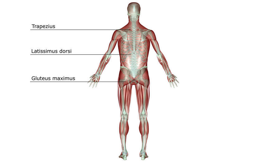 骨骼,肌肉,健壮,无人,横图,插画,室内,白天,白色背景,数码,科技,静物,阴影,网络,医学,英文,标志,文字,字符,字母,骨头,高光,几何,计算机图形,合成,图画,标识,画,背面,健康,活力,力量,解说,人体,说明,青春,英文字母,电脑合成图,数码合成图,骨架,生物学,强壮,漫画,生理学,写实,具体,具象,阐明,申明,注解,注明,背阔肌,彩图