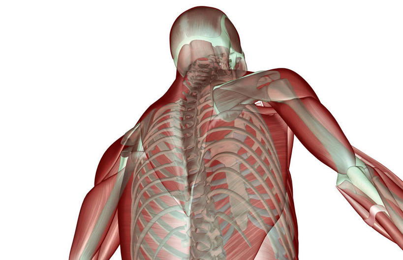 骨骼,肋骨,脊椎,肌肉,健壮,无人,横图,插画,室内,白天,白色背景,正面,数码,科技,静物,阴影,网络,医学,骨头,高光,几何,计算机图形,合成,图画,画,健康,活力,力量,人体,青春,电脑合成图,数码合成图,骨架,生物学,强壮,漫画,生理学,写实,具体,具象,脊椎骨,脊柱,彩图