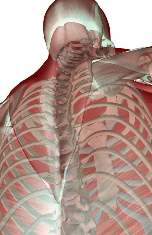 颅骨,骨骼,肋骨,脊椎,肌肉,健壮,无人,竖图,插画,室内,白天,白色背景,正面,数码,科技,静物,阴影,网络,医学,头骨,骨头,高光,几何,计算机图形,合成,图画,画,健康,活力,力量,人体,青春,电脑合成图,数码合成图,骨架,生物学,强壮,漫画,生理学,写实,具体,具象,脊椎骨,脊柱,头盖骨,彩图