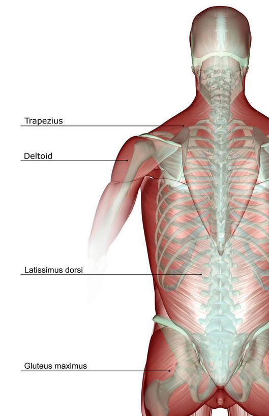 颅骨,骨骼,肋骨,脊椎,骨盆,肌肉,健壮,无人,竖图,插画,室内,白天,白色背景,正面,数码,科技,静物,阴影,网络,医学,英文,标志,头骨,文字,字符,字母,骨头,高光,几何,计算机图形,合成,图画,标识,画,健康,活力,力量,解说,人体,说明,青春,英文字母,电脑合成图,数码合成图,骨架,生物学,强壮,盆骨,漫画,生理学,写实,具体,具象,阐明,申明,注解,注明,脊椎骨,三角肌,脊柱,头盖骨,彩图