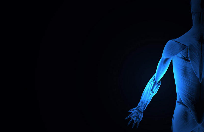 肌肉,健壮,无人,横图,插画,室内,白天,正面,数码,科技,静物,阴影,黑色背景,网络,医学,线条,高光,几何,计算机图形,合成,图画,画,健康,活力,力量,人体,轮廓,青春,电脑合成图,数码合成图,生物学,强壮,漫画,生理学,写实,具体,具象,二头肌,彩图